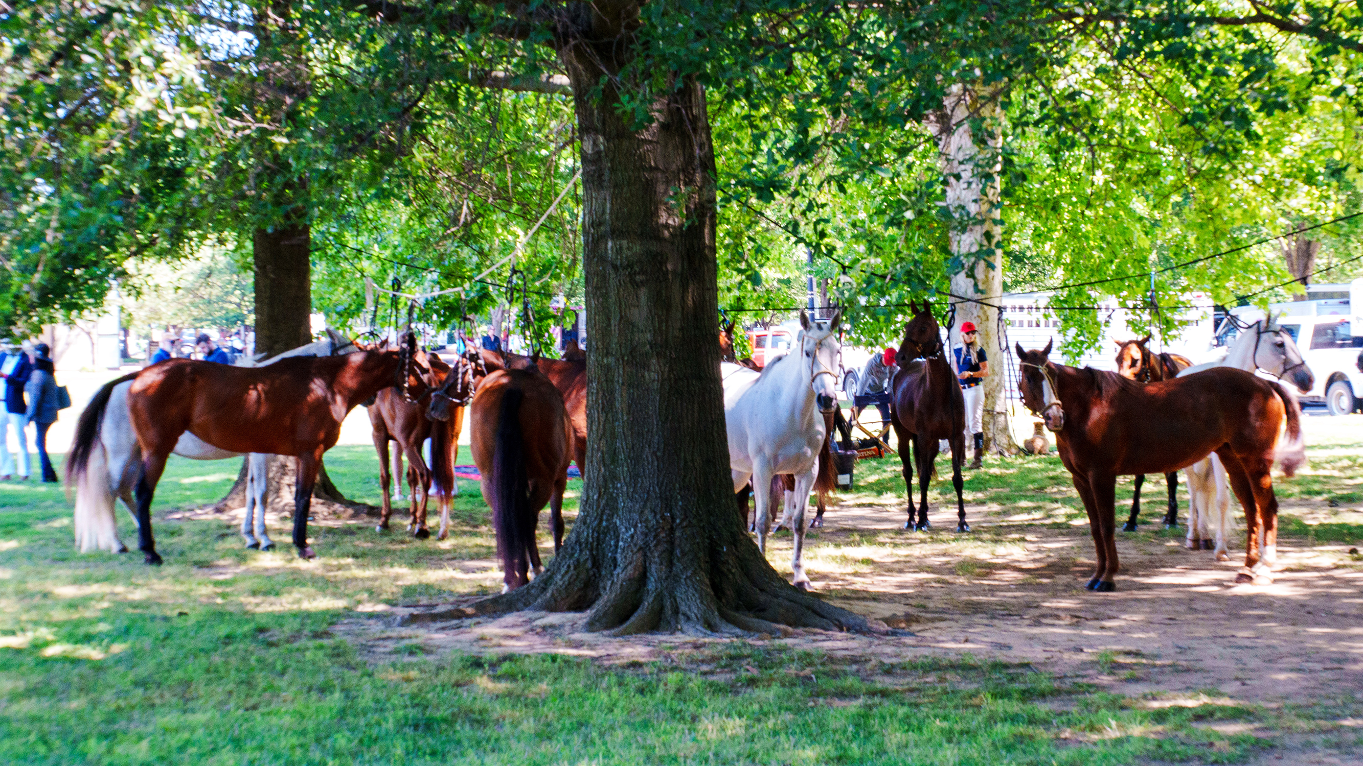 Horses